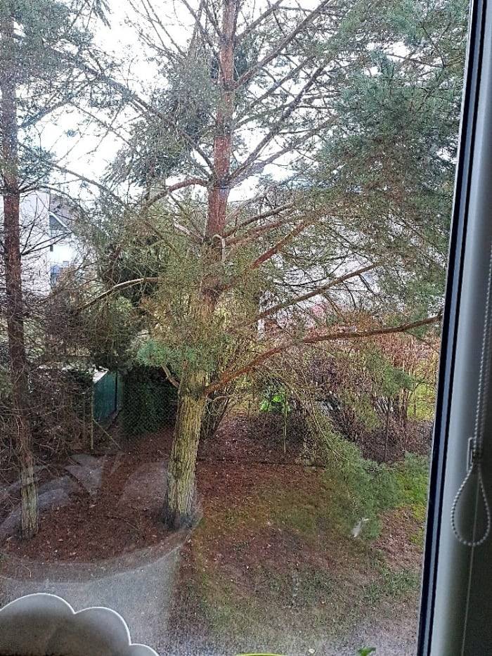 dřevina neroste na pozemku města, ale na pozemku vlastníků bytového domu. Stav dřeviny musí řešit vlastník.