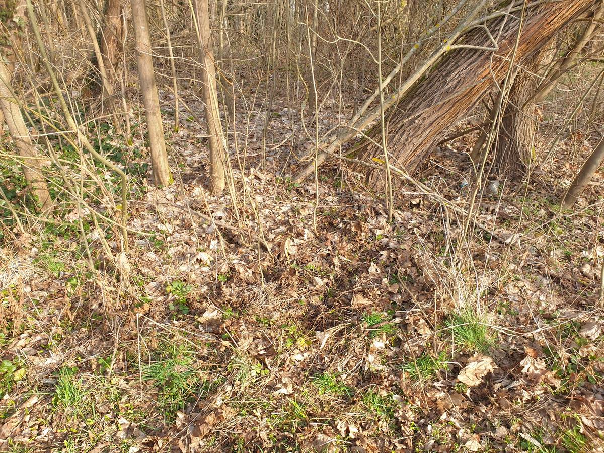 Dobrý den. Černá skládka byla uklizená.