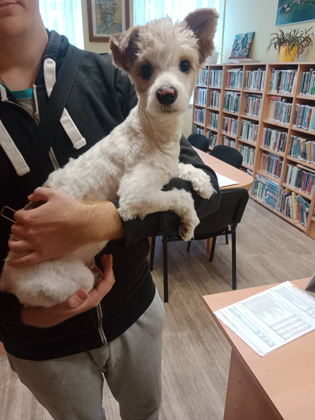 Obecní úřad Lišice oznamuje, že se na našem katastru našel pes. Je to fenka a nemá čip. Děkuji za jakoukoliv pomoc při hledání majitele.