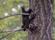 Malý chlupatý nindža (ze série snímků finalistky v kategorii Portfolio)