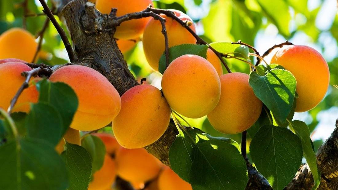 Firma Velič bude prodávat v sobotu 19. 8. od 8.40 h pod OÚ rané brambory, cibuli, nový česnek, borůvky kanadské i lesní, meruňky a další. V nabídce budou také prací prostředky z Německa.