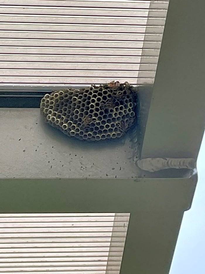 Dobrý den, oddělení technických služeb dne 10.10. 2023 zajistilo odstranění hnízda.