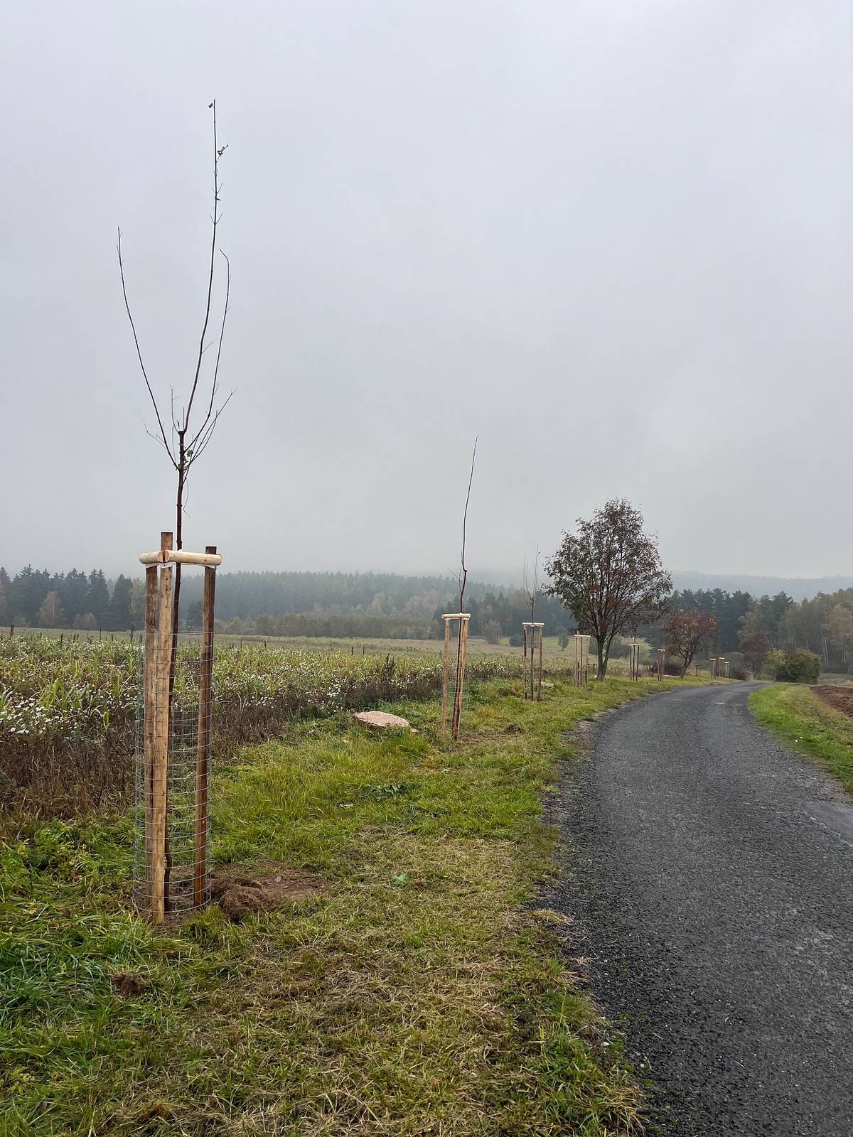 V obci Skalka u Hazlova nadace „Sázíme Stromy“ ve spolupráci se zaměstnanci technických služeb obce Hazlov vysázela 20 nových javorů. Celá tato velkolepá akce proběhla hlavně díky iniciativě místního občana pana Františka Bořila.
Celý příběh si můžete přečíst zde: Sázení v nejzápadnějším výběžku Česka - ve Skalce u Hazlova (sazimestromy.cz)