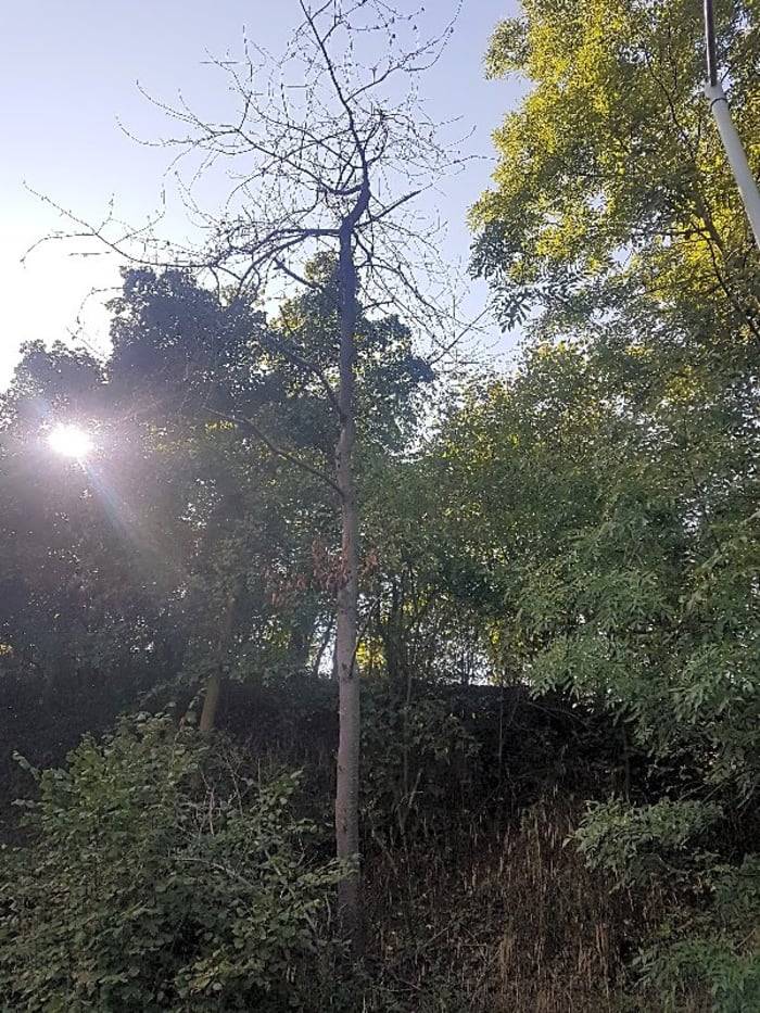 Dobrý den, strom byl pokácen. Váš podnět je tímto vyřešen.
S pozdravem,
Kořanová