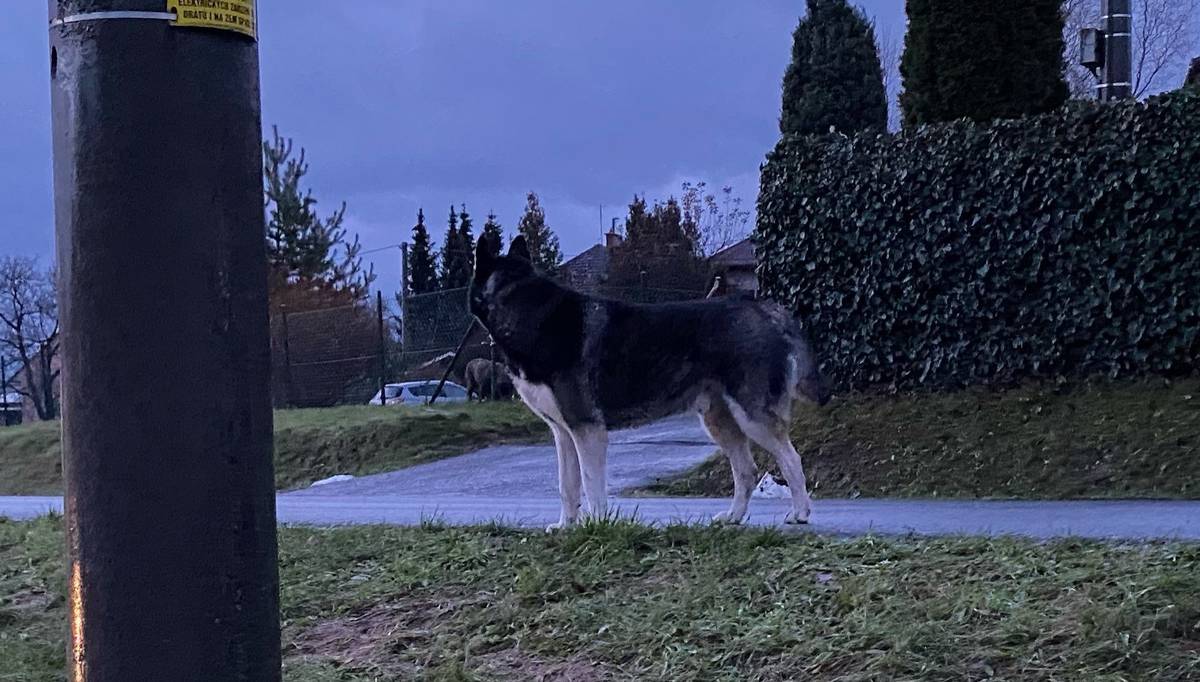 Na dolním konci obce, křižovatka na Olšovec se volně pohybuje velký pes plemene Husky. Žádám majitele o okamžitý odchyt! Pokud znáte majitele, oznámte komu pes patří, abychom mohli majitele kontaktovat.