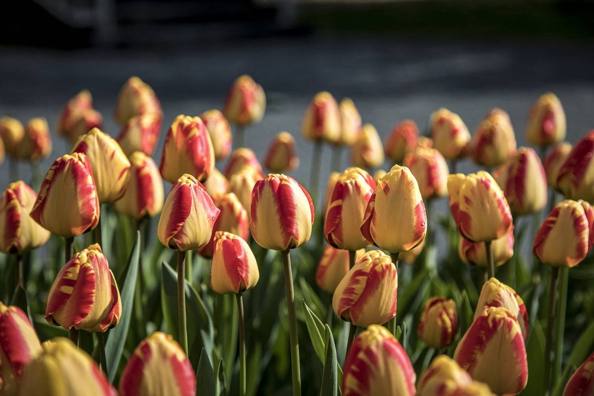 Český zahrádkářský svaz Nasavrky vás zve na celostátní výstavu FLORA OLOMOUC spojenou s nákupem jarních květin a návštěvou Loštic v pátek 26.4.2024.
Odjezd v 6:30 hodin z náměstí v Nasavrkách.
Cena zájezdu 300 Kč.
Zájemci (i nečlenové svazu) se mohou hlásit na tel. 602 478 105 u paní Houbové nebo v drogerii na náměstí.