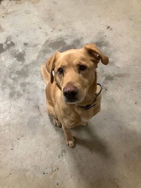 V obci Horní Myslová byl nalezen pes, viz příloha. Kontakt na starostu obce Ing. M. Noska, tel. č.: 777 654 065