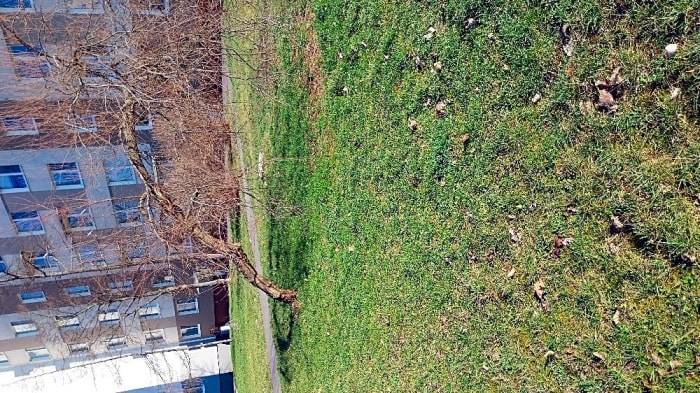 Dobrý deň, 
na uvedenú drevinu podáme žiadosť o výrub. Po vydaní rozhodnutia budeme postupovať v súlade s týmto rozhodnutím. 
Ing. Šrámková, referent OSM