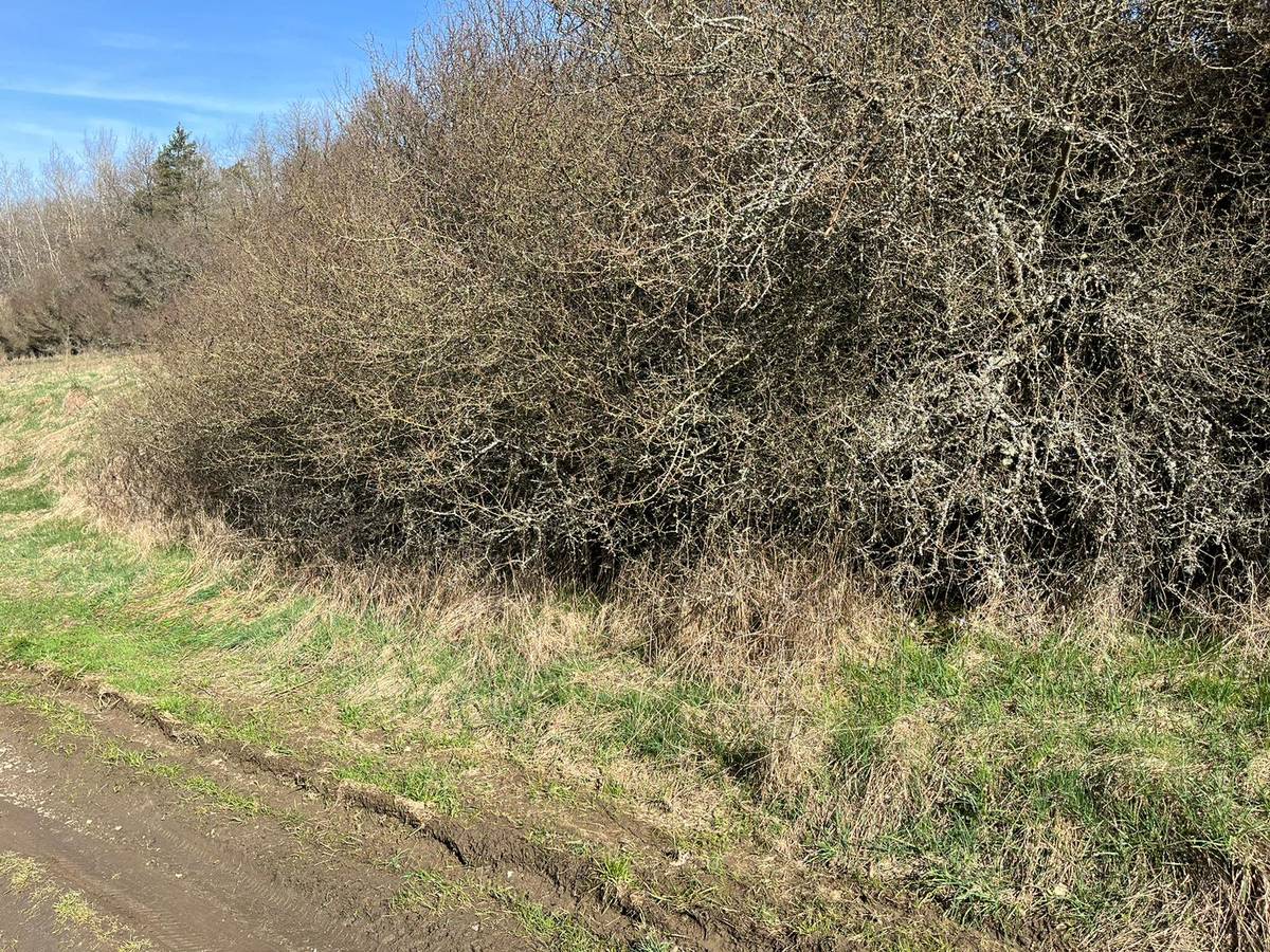 Dobrá den. Černá skládka na cestě do Tachovské rokle byla uklizená. 49.804560756996, 12.624905048399