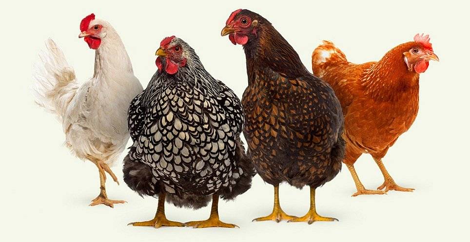 Štefan Celina, samostatne hospodáriaci roľník, oznamuje občanom, že v dňoch 9. a 10. mája 2024 (štvrtok, piatok), v čase od 13:00 hod. do 17:00 hod. sa uskutoční výpredaj sliepok - nosníc na hospodárskom stredisku v Stredných Turovciach. Cena za kus sú 3€.
 
Celina István, agrárvállalkozó, értesíti a lakosokat, hogy 2024. május 9. és 10.-én (csütörtökön és pénteken) 13:00 és 17:00 óra között tojótyúk-kiárusítás lesz a középtúri gazdasági telepen. A tojótyúk darabja 3€.