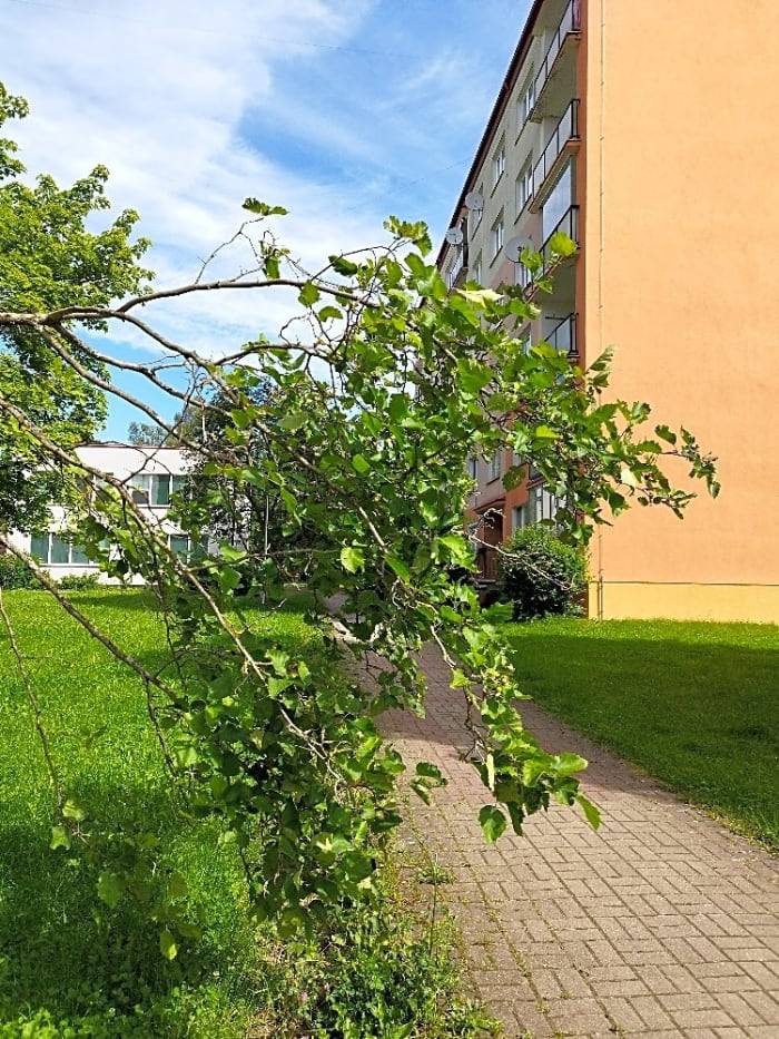 Dobrý den, strom byl sestřižen.