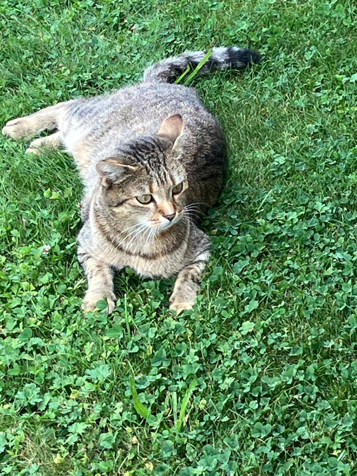 Hledá se majitel kočky. Kočka nalezená na Pláni. Informace na tel.č. 724963811.