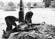 Němcům chyběli muži, na obranu Berlína před spojenci proto Hitler povolal i domobranu a už zmíněné jednotky Hitlerjugend.