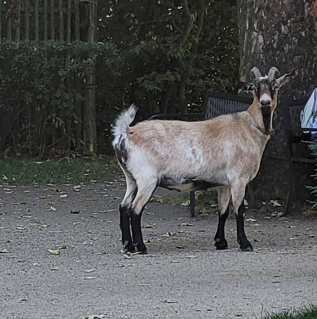 Hledá se majitel této kozy. Nejdříve se byla nabít energií v Chrámu a poté se vydala na Penzion. Pro více informací kontaktujte úřad. JČ