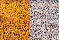 Na výstavě v galerii Czech Photo Centre v pražských Nových Butovicích jsou kromě vítězných fotografií vystaveny i další vybrané snímky, které zaujaly porotu soutěže. Tento výtvarně pojatý záběr na fanoušky fotbalového klubu Dynamo Drážďany pořídil fotograf Petr Bílek.