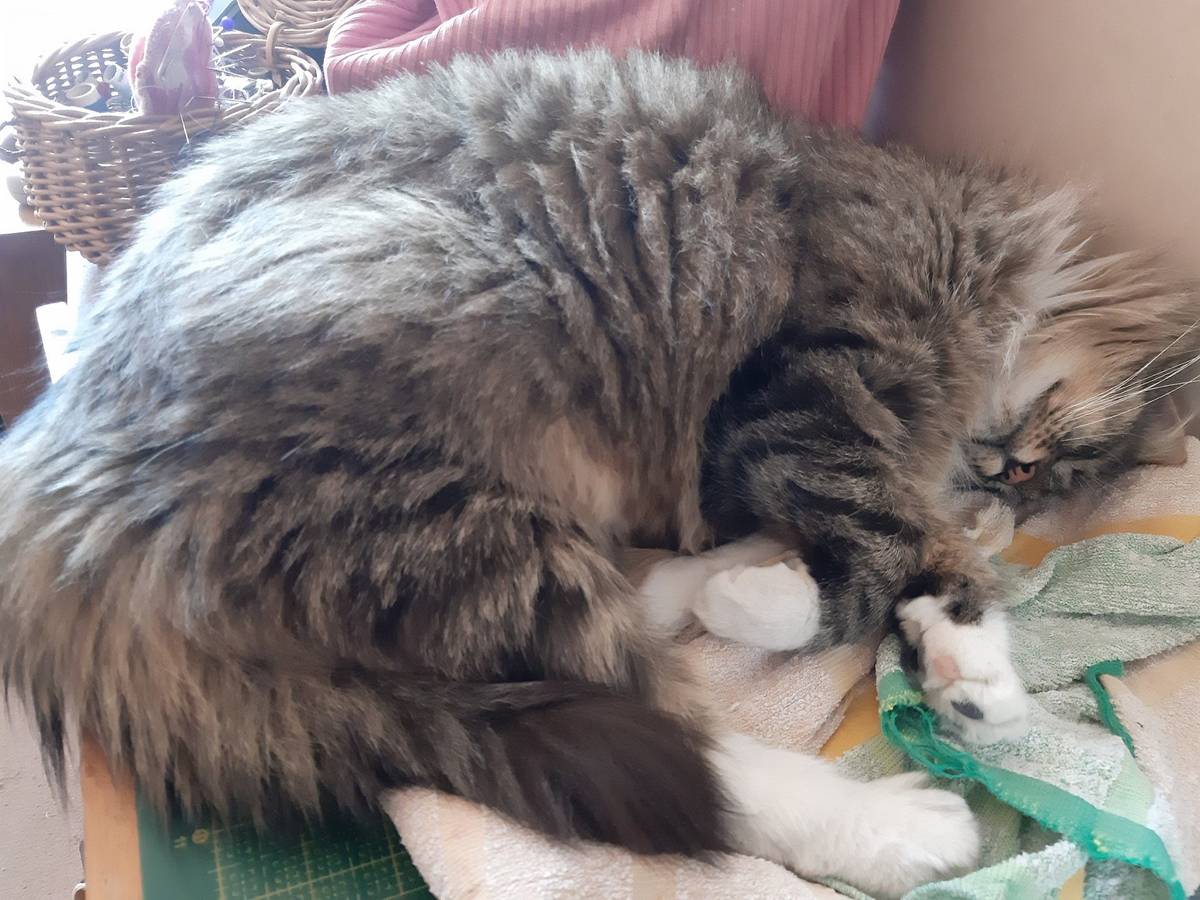 Minulý týden se v ul. Horní obec ztratil kastrovaný kocourek Píďa - je mourovatý s delšími chlupy a všechny packy má bílé. Nálezce bude odměněn. Tel. na majitelku: 739 673 448.