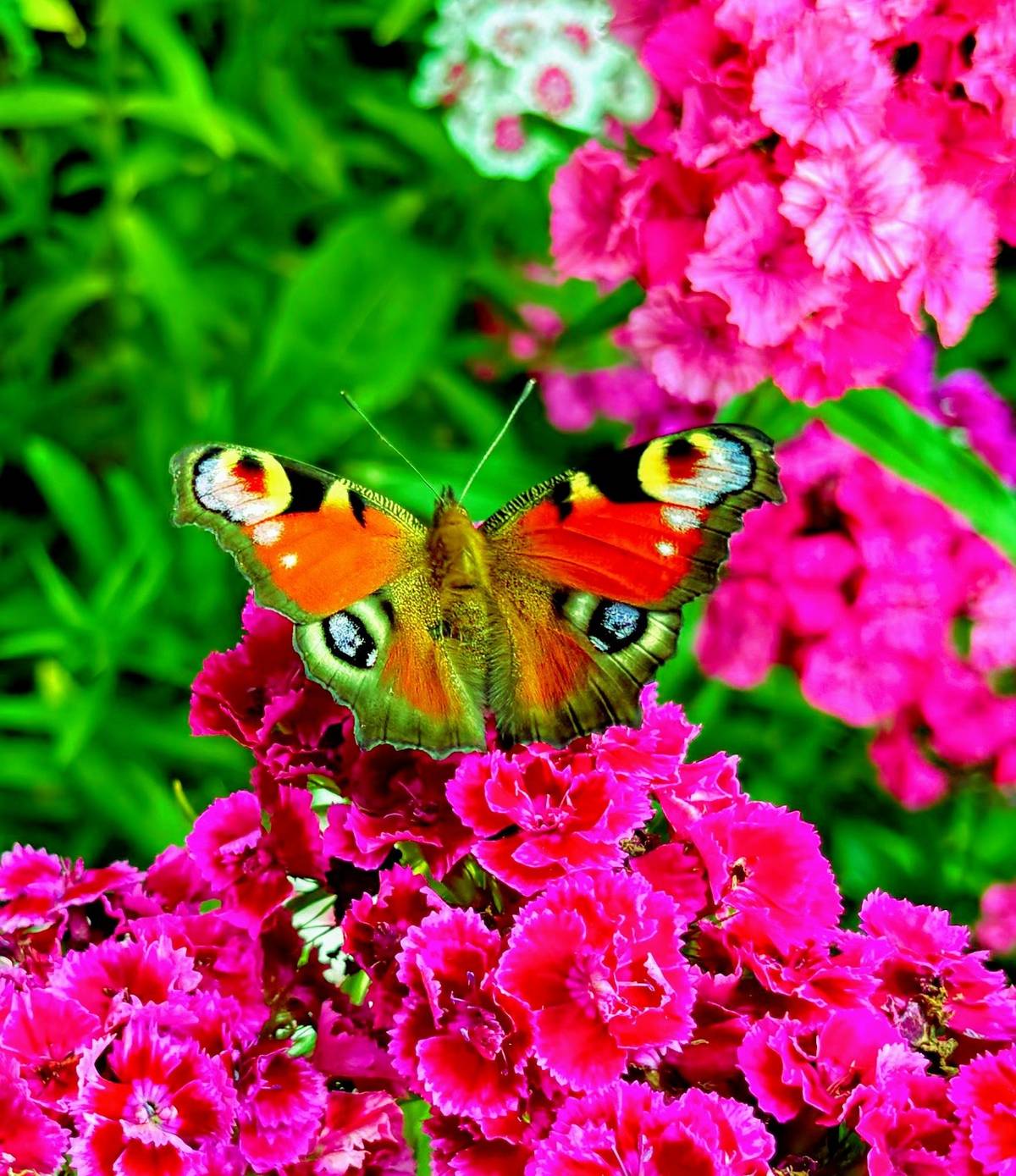 Místní zemědělské družstvo oznamuje všem zájemcům, že mají možnost zdarma si natrhat hrách na poli pod kostelíkem, u cesty ke mlýnu. Tato příležitost je otevřena pro všechny, kteří si chtějí zpestřit jídelníček čerstvým hráškem přímo z pole.
******
V pondělí 8. července v 19 hodin opět přijede prodejce ovoce a zeleniny k místnímu zemědělskému družstvu.
Bude možné si zakoupit
meruňky                             80 Kč/kg
okurky nakládačky            46 Kč/kg
česnek na uskladnění     160 Kč/kg
rajčata                                40 Kč/kg
cibule                                  24 Kč/kg
papriky                                30 Kč/kg
brambory                             22 Kč/kg
okurky nakládačky přerostlé  28 Kč/kg
vínovice                               270 Kč/l
a víno červené i bílé           1,5 litru za 80 kč
Své objednávky prosím nahlašte do čtvrtka do 12 hodin v kanceláři VOD nebo u paní Kolářové.