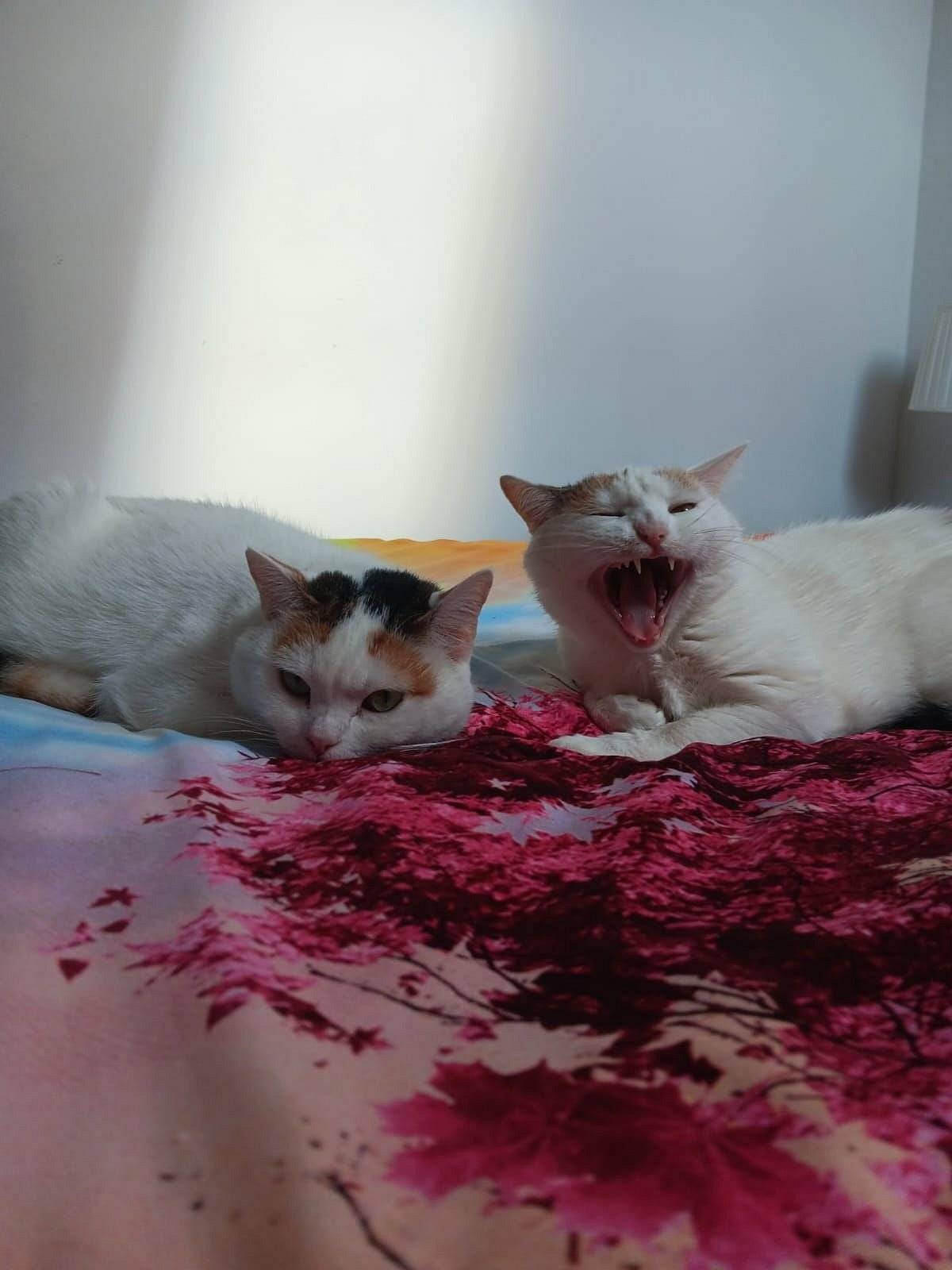 Prosíme o pomoc při hledání 1 bílozrzavého kocoura a 2 převážně bílých koček z Kadova, jsou většího vzrůstu a kastrované. Případné informace podejte, prosíme, na OÚ Kadov, děkujeme