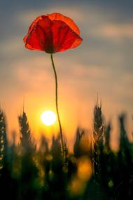 Vlčí máky. (Nikon Z9, objektiv 50 mm f/1,8. Clona f/4, čas 1/20 000 s, ISO 100).