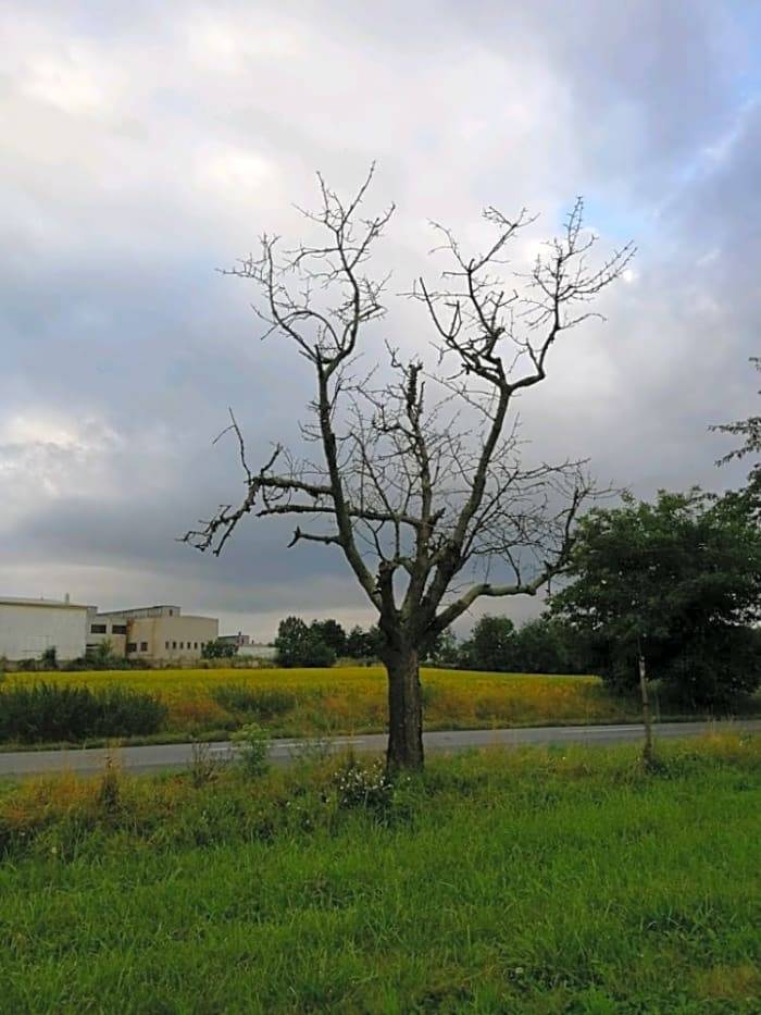 Suchý strom byl odstraněn.