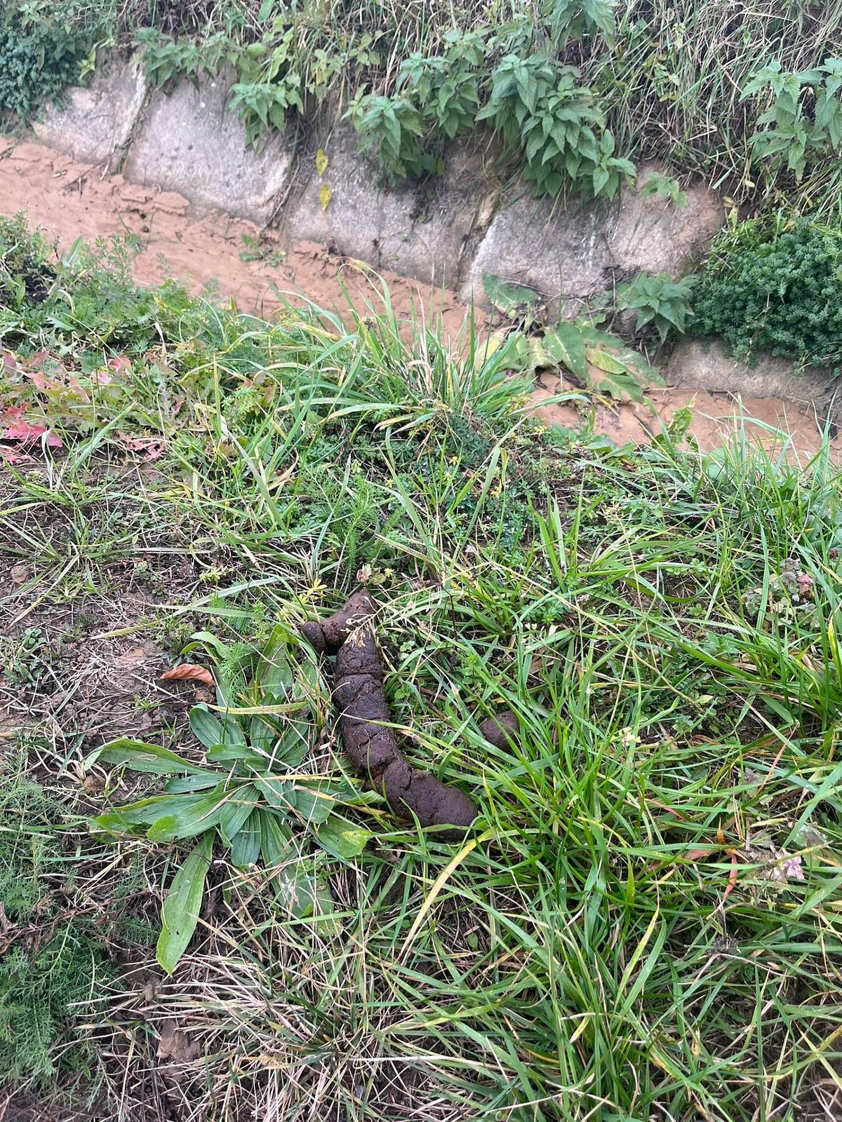 Prosíme majiteľov psov, aby si nerobili "venčiace teritórium" na Zadnej ceste - viď foto. 
V prípade venčenia alebo prechádzky Vás žiadame, aby ste po svojich miláčikoch  upratali exkrementy.
V obci žijú aj občania s malými deťmi, ktorí sa tam chodia hrať...