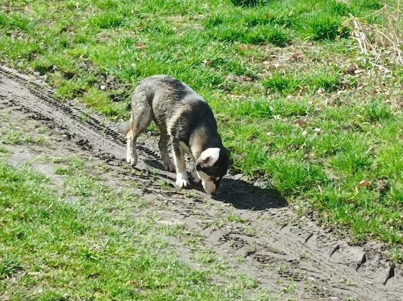 Volně pobíhající pes, pohybuje se okolo rybářství.