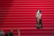 Po červeném koberci se proběhl i pes Messi z loňského vítězného filmu Anatomie pádu.