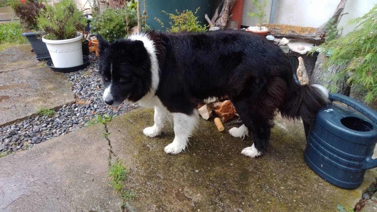 Je něčí? Majitel nechť si ho vyzvedne u Hronků, Křenovice čp.27 (samoty) do 19 hodin. Pokud se majitel neozve do této hodiny, bude pejsek odvezen p. Kösslem do útulku. Kudláčková