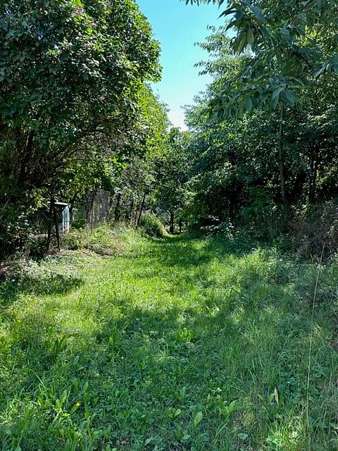 V naší obci vyrostl strom.