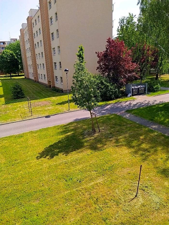 strom ukotven, koruna ošetřena arboristou OMZ redukčním řezem