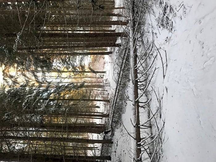 spadané stromy byly odstraněny