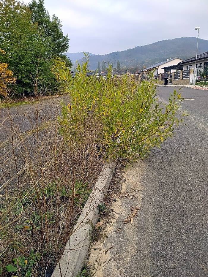 Dřeviny odstraněny.