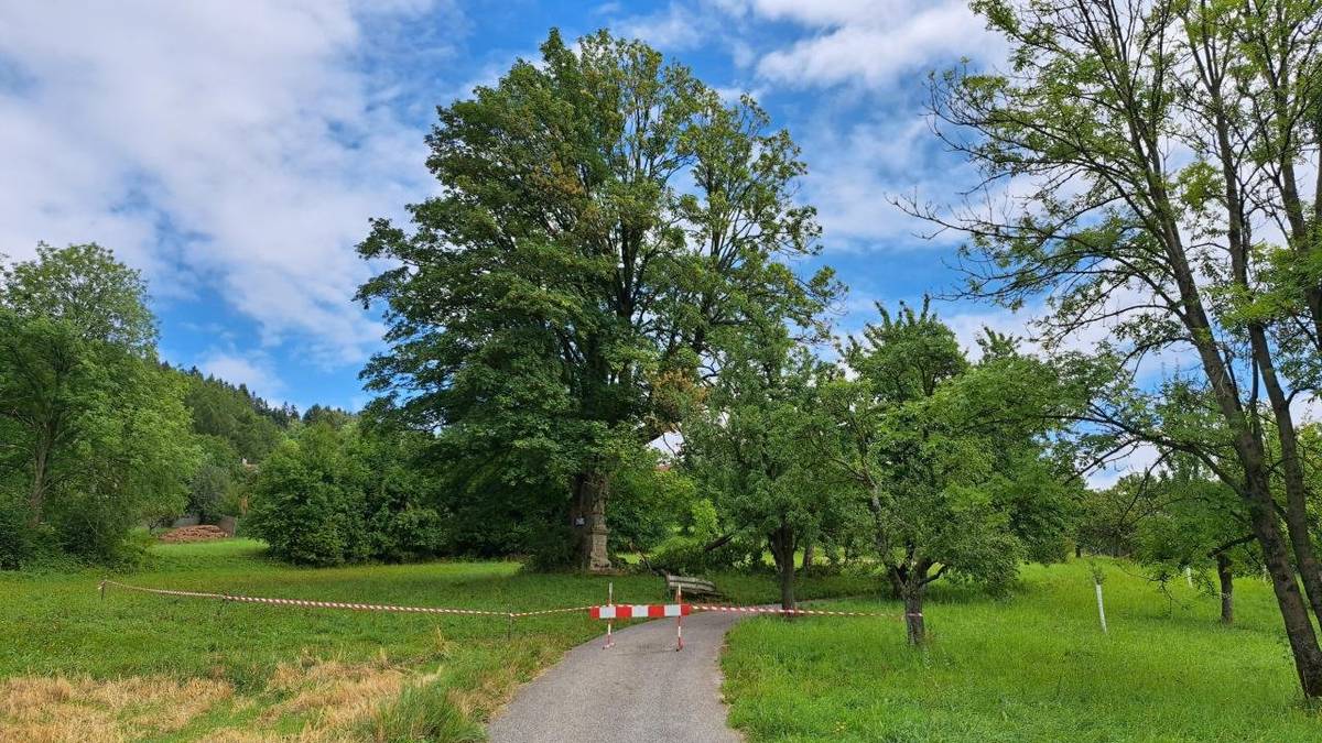 Informujeme občany o uzavírce komunikace III. třídy "V Jáně" z důvodu havarijního stavu stromu.