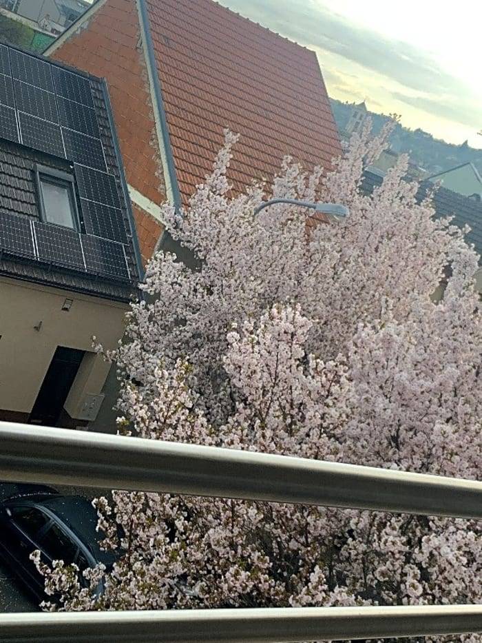 Poruchy lamp je potřeba hlásit Technickým sítím města Brna. Na každé lampě je také číslo pro její identifikaci. Tuto závadu jsem předala Technickým sítím