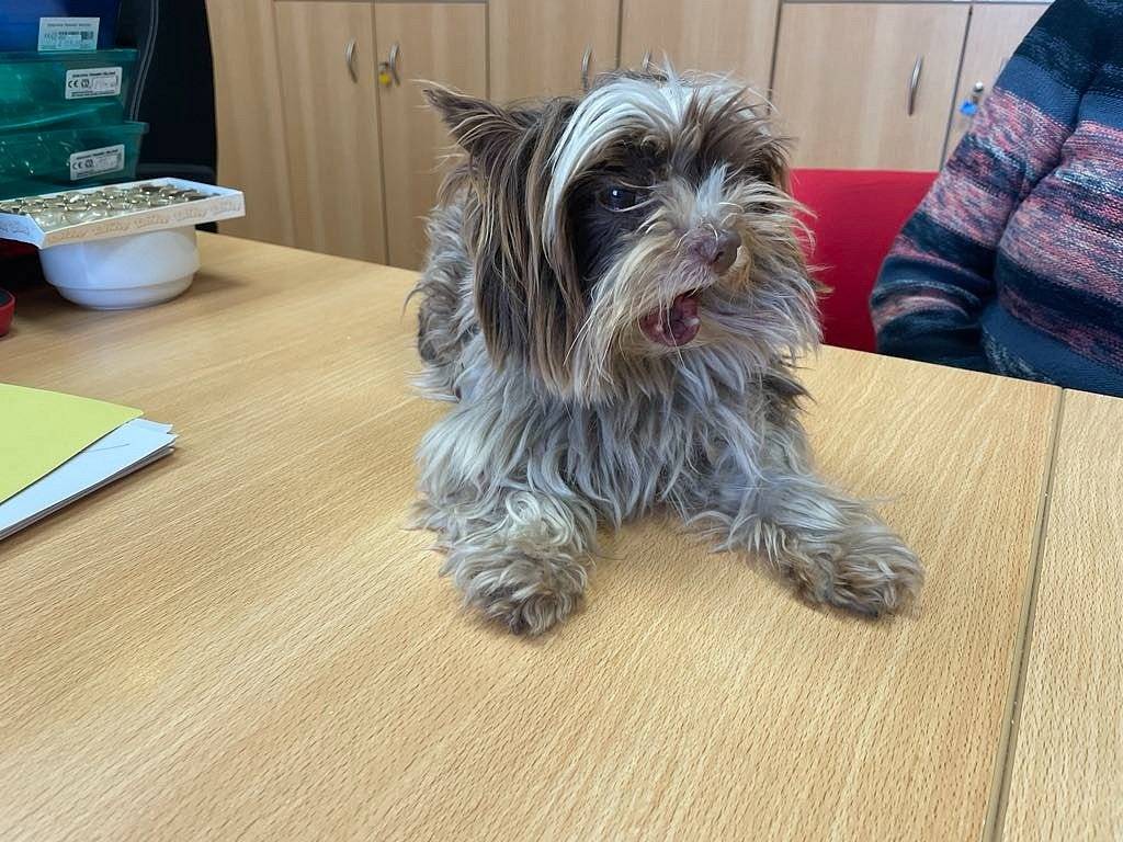 U MŠ Popůvky byl nalezen pejsek, zřjemě jorkšír. INFO na tel. 724 264 098 OÚ Popůvky.