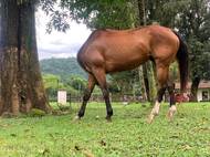 Finalista soutěže: David Kertzman (Brazílie): Kde jsem nechal hlavu?