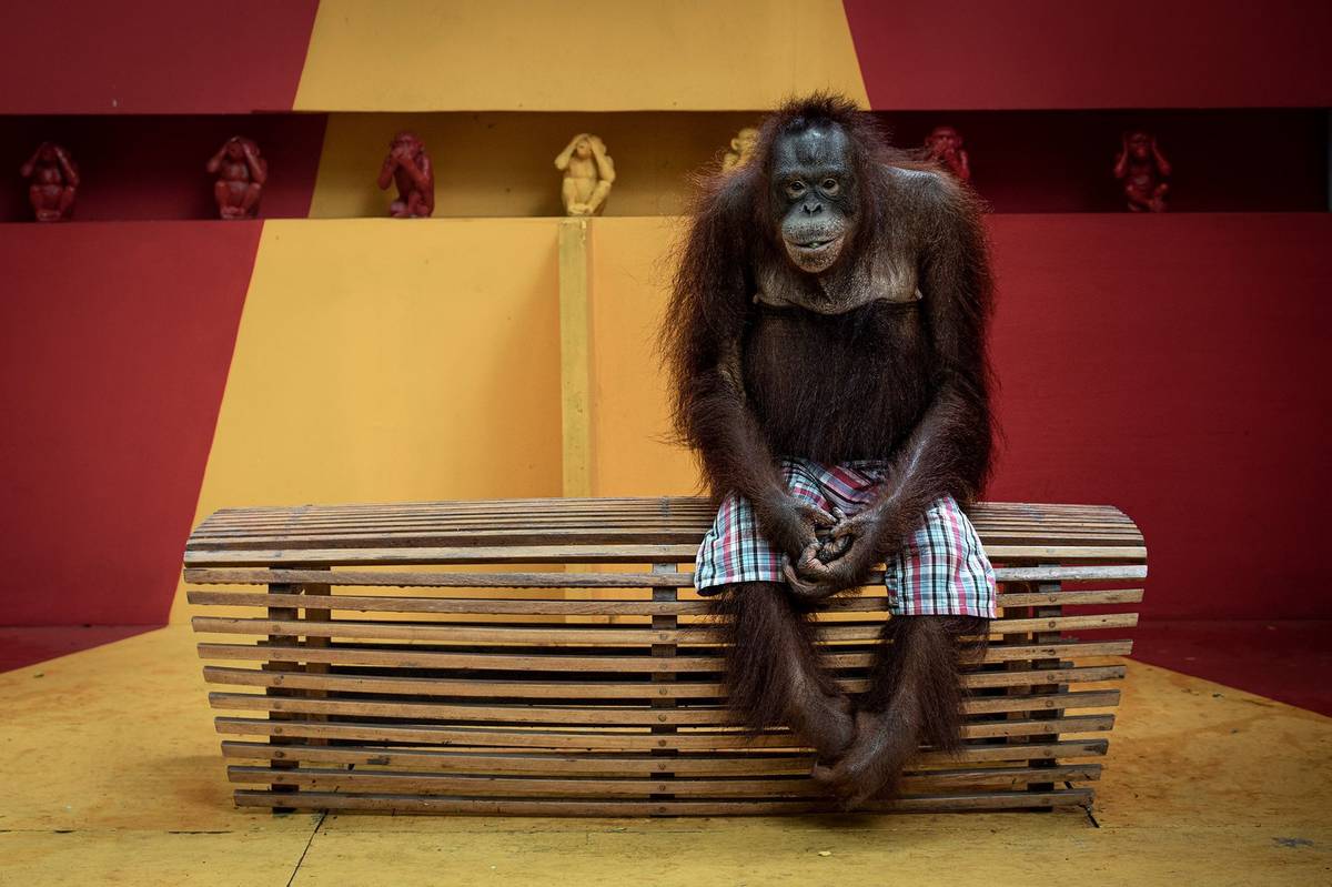 Aaron Gekoski: Nevidím zlo. Absolutní vítěz soutěže Environmental Photograhy Award a vítěz v kategorii Lidstvo versus příroda. Gekoski se na svých snímcích zaměřil na orangutany zneužívané v turistickém průmyslu.