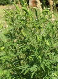 Severoamerická ambrozie peřenolistá byla zavlečena náhodně a od roku 1883 volně roste v české přírodě.