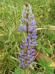 Stejný příběh má i lupina mnoholistá, také známá jako vlčí bob mnoholistý. Ze Severní Ameriky byl dovlečen pro svůj vzhled, volně roste od roku 1895.