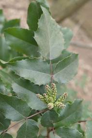 Mahónie cesmínolistá je také ze Severní Ameriky a také se využívala jako okrasná rostlina.