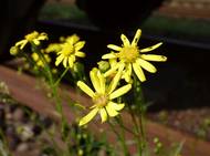 Starček úzkolistý byl do Česka nejspíš zavlečen náhodou ze své domovské Afriky. Ve volné přírodě roste od roku 1997.