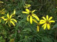 Severoamerická třapatka dřípatá volně roste od roku 1859 v české přírodě.