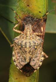 Kněžnice mramorovaná pochází z východní Asie. Do Česka se dostala s dováženými rostlinami a její výskyt v Česku je velmi omezený.
