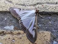 Východoasijský zavíječ zimostrázový se do Česka dostal stejně jako voskovka a vyskytuje se na většině území republiky.