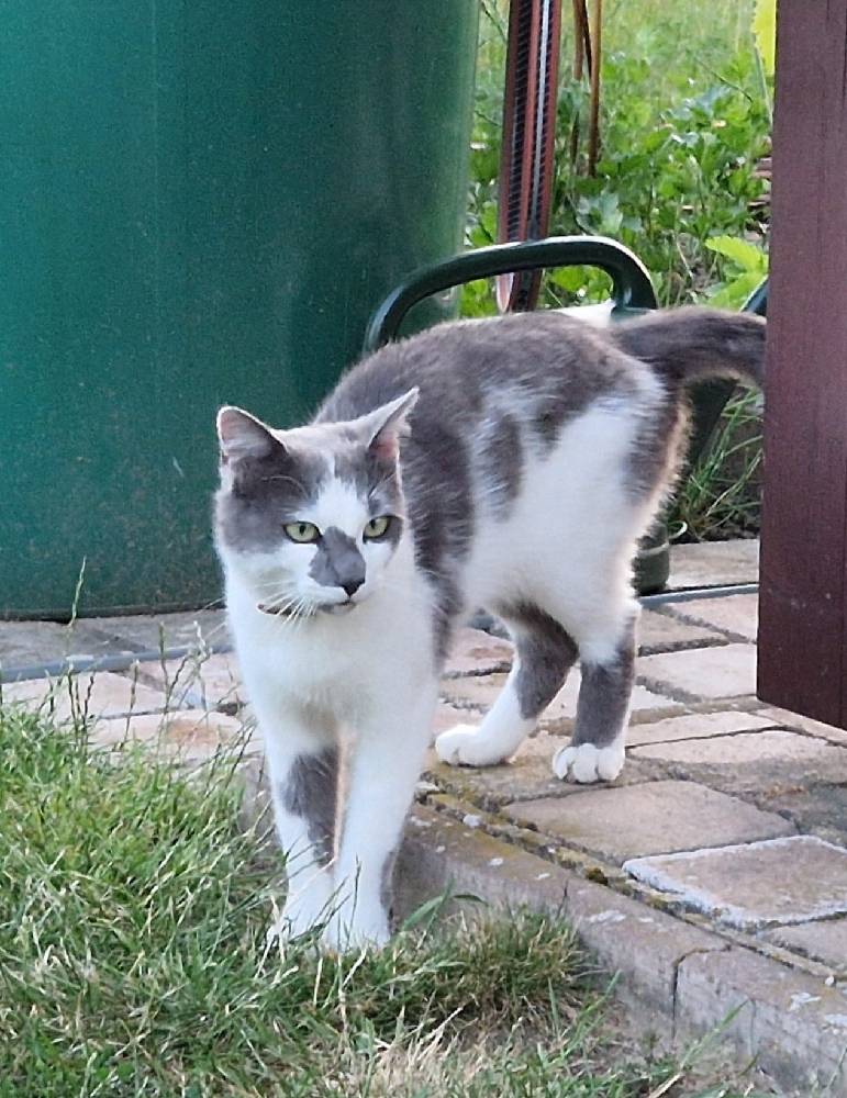 Druhý den se v Doleních Pasekách potuluje tato kočka. Nevíte, komu patří??? Pokud máte jakékoliv informace, dejte prosím vědět. Děkujeme!Případné informace můžete volat na obecní úřad: 485 179 279