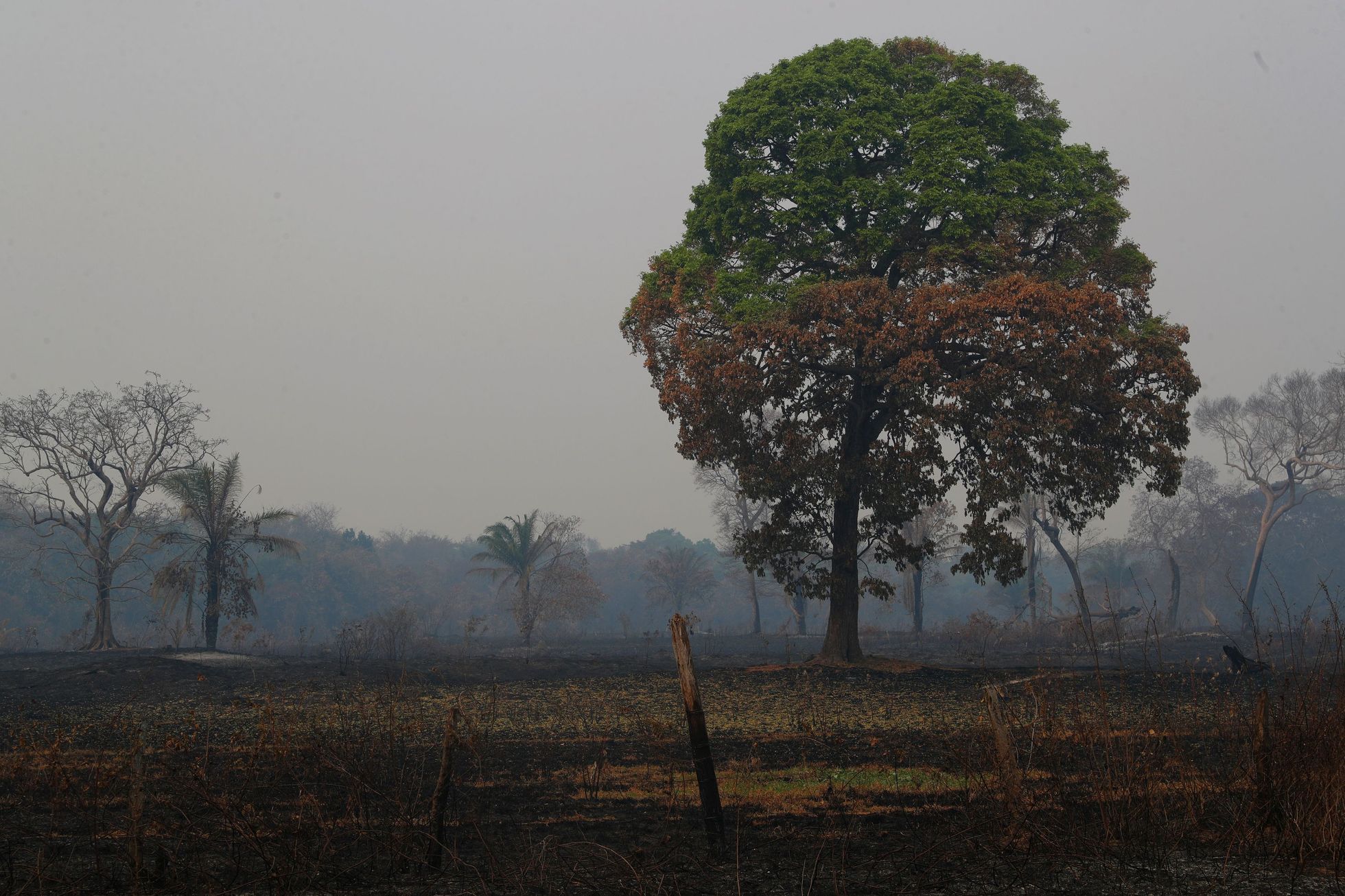 Kácení a pálení amazonského pralesa, který na severu sousedí s Pantanalem, podle odborníků dlouhodobě zhoršuje sucho v mokřadech. Chybí vlhkost a vodní pára, kterou prales vytváří.