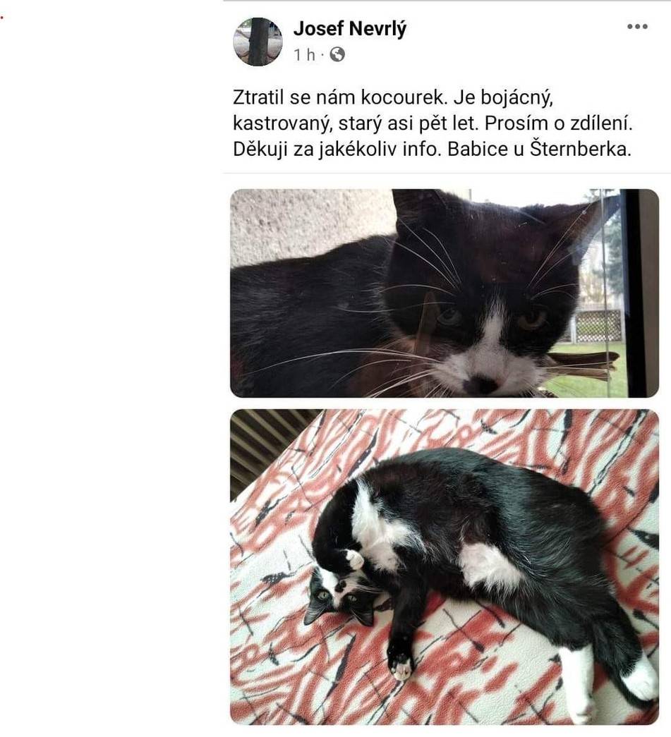 Ztratil se kocourek, prosíme o pomoc při jeho nalezení. Děkujeme.