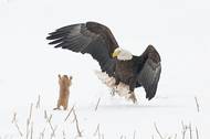 Arthur Trevino (USA): Překvapení! Ukázka ze soutěže Comedy Wildlife Photography Awards 2021.