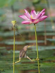 K. T. Wong (Singapur): Jóga. Ukázka ze soutěže Comedy Wildlife Photography Awards 2021.