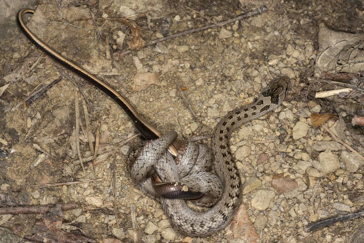 Žákovská a juniorská část fotografické soutěže Czech Nature Photo přinesla krásné snímky. "Rok od roku se hlásí stále více mladých fotografů, často s mimořádně kvalitními pracemi," říká manažer soutěže Michal Krause. Fotky, které budou letos bojovat o prvenství, přinášíme ve fotogalerii. Tento snímek vyfotografoval Jakub Jelínek a nese název Souboj. Nominace v kategorii Junior - mladší žáci.